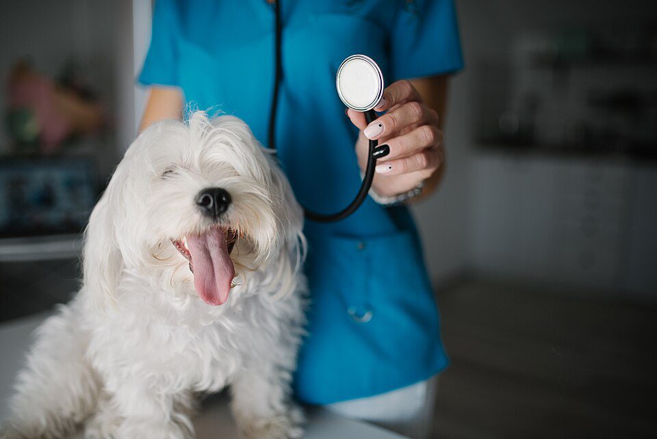 Veterinaria Vida Animal